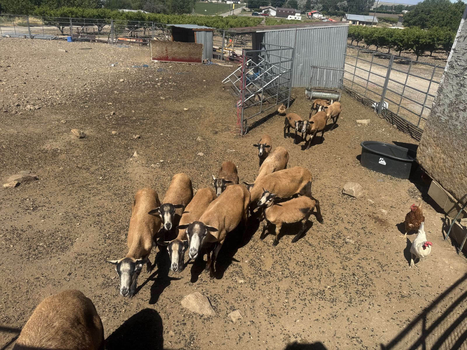 Barbados black belly ewes
