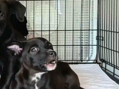 *LAST*
Cutest Border Collie/
American Terrier Mix
Happy To Deliver
2nd & 3rd Vaccines Included
*RESCUE Puppy Needs Home*