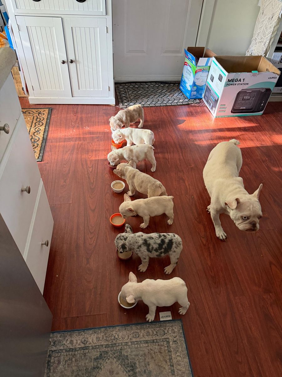 AKC French Bulldog Puppies