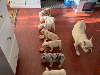 AKC French Bulldog Puppies