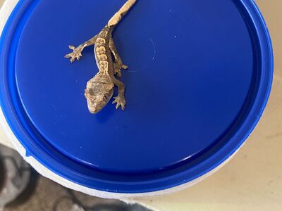 Baby crested geckoS