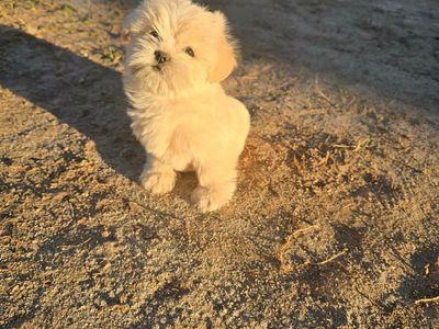 Female Shih Tzu Puppies