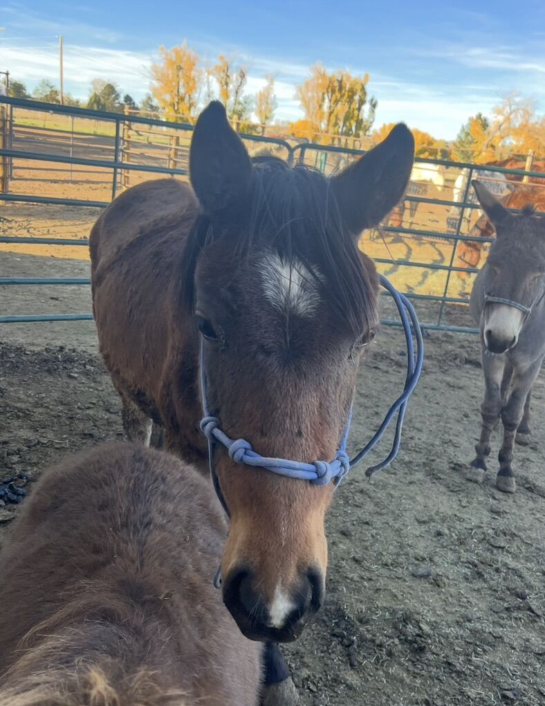 Yearling Grade Gelding