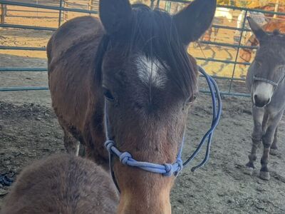 Yearling Grade Gelding