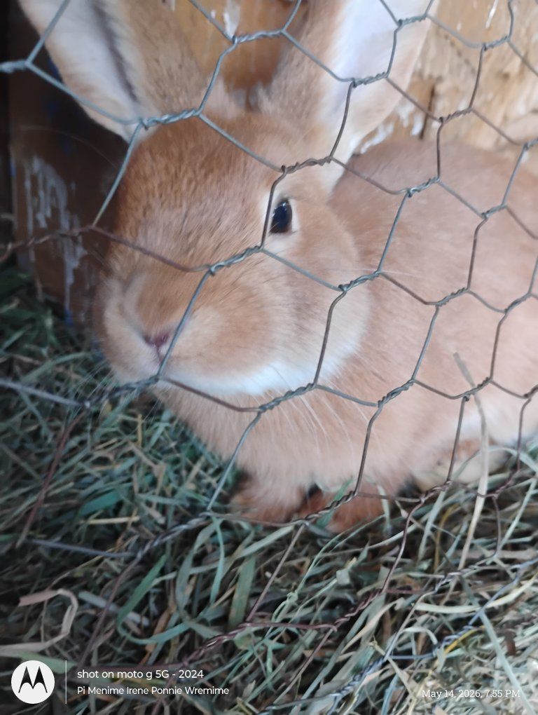 lots of young bunny boys! 33+ need homes OBO!