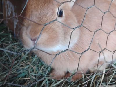 lots of young bunny boys! 33+ need homes OBO!