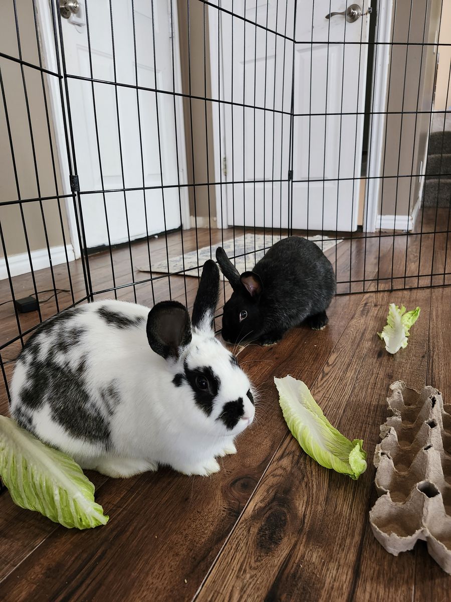 Silver Fox Rabbits