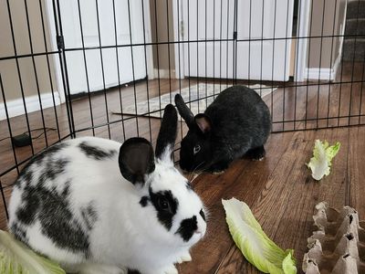 Silver Fox Rabbits