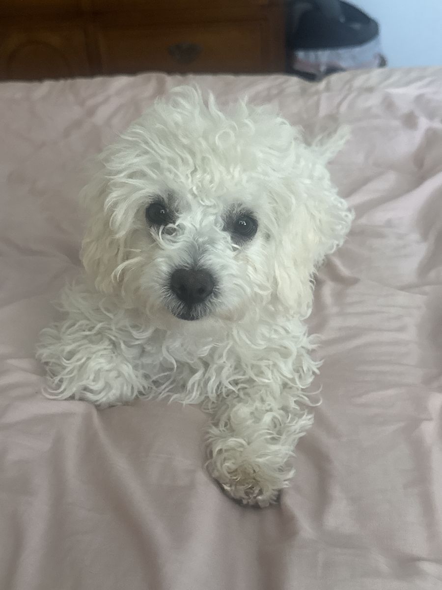 Cute male Cavapoo