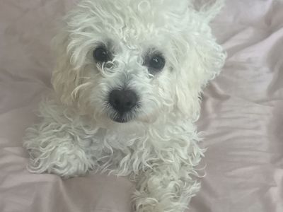 Cute male Cavapoo
