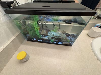 Aqueon 10 Gallon Aquarium Fish Tank with Lid, Heater, Filter, Decor, and Accessories