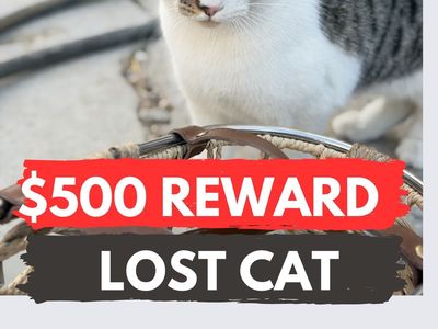 LOST CAT IN RIVERTON