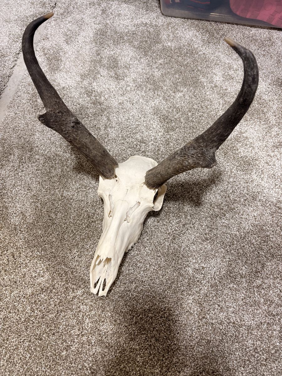 Pronghorn European Mount Ready