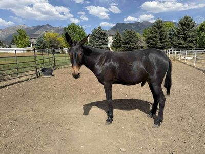 Meet Boone - 4yr Old John Mule - Gaited Jack and Tennessee Walker Mare