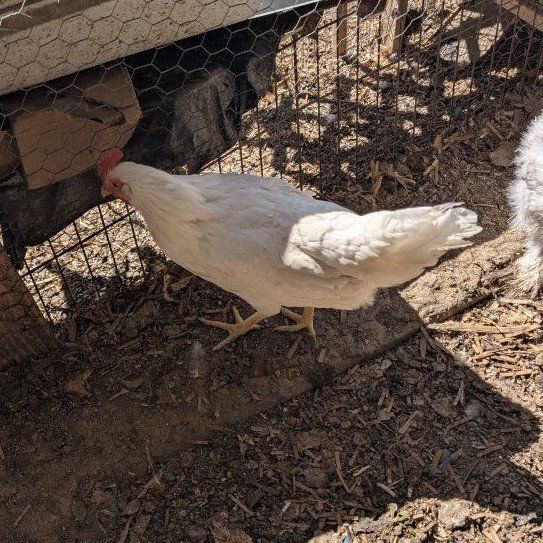 Laying chickens