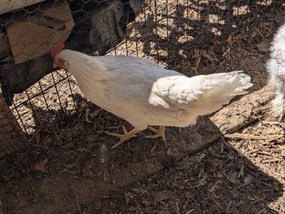 Laying chickens