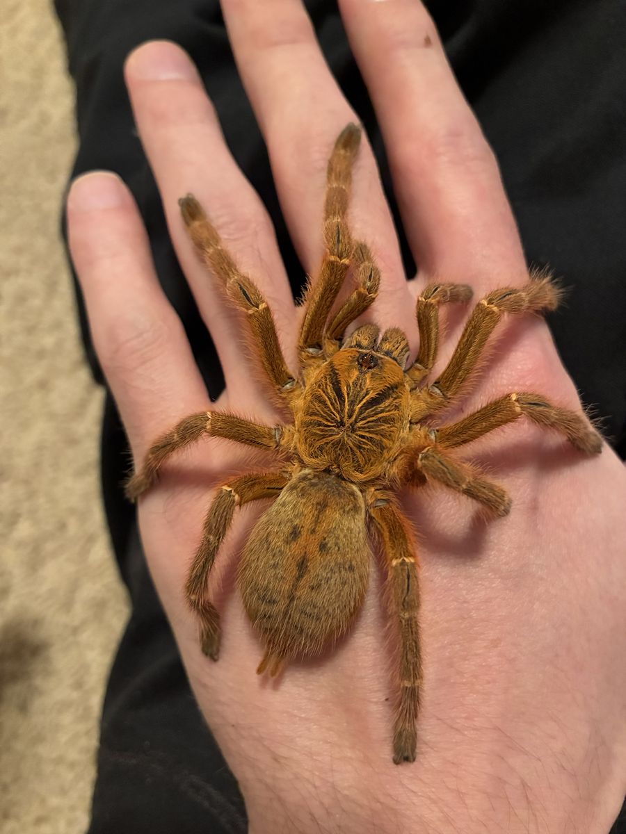 Pterinochilus murinus female (obt) adult for sale and enclosure