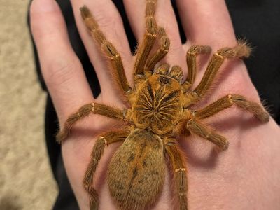 Pterinochilus murinus female (obt) adult for sale and enclosure