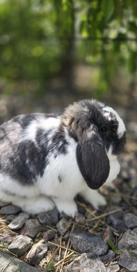 Mini Lop Bunny Rabbit