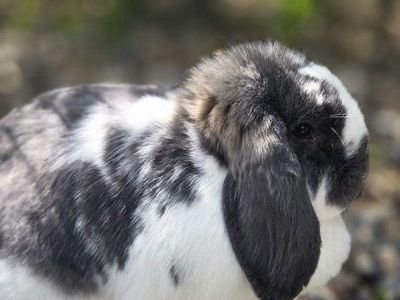 Mini Lop Bunny Rabbit