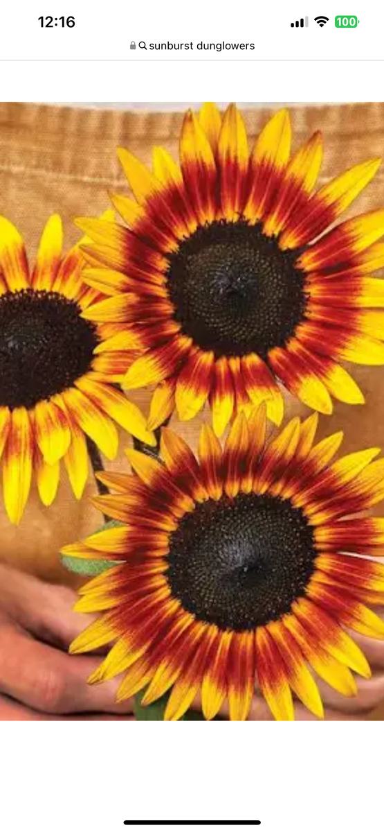 Sunflower starts