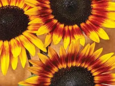 Sunflower starts