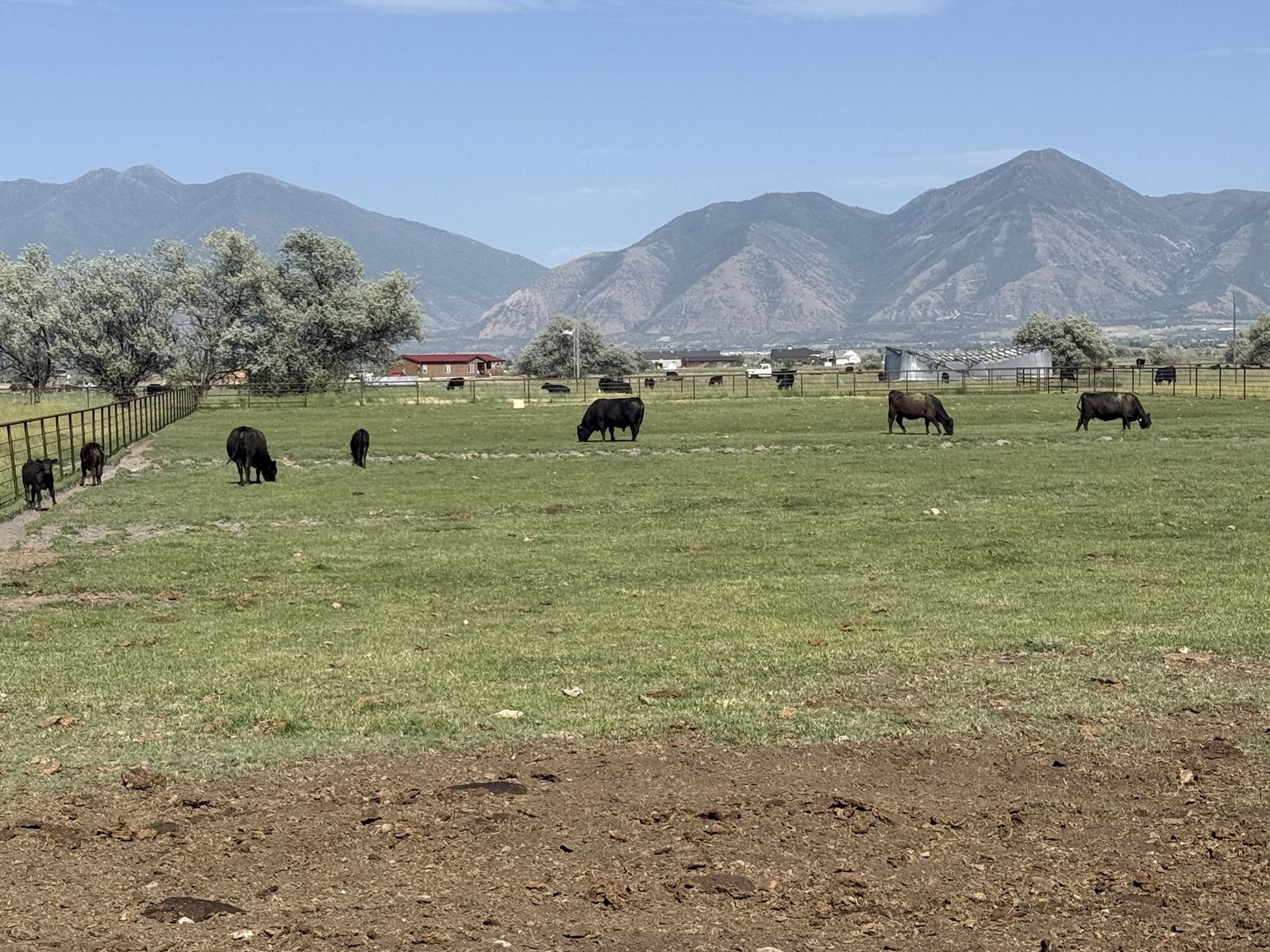 3-4 Year Old Purebred Angus Pairs