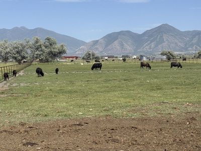 3-4 Year Old Purebred Angus Pairs