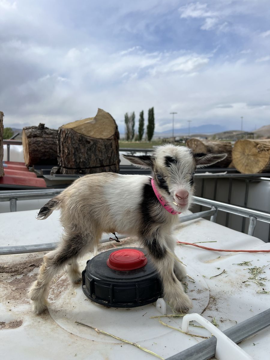 Nigerian Dwarf Bottle Baby Doeling