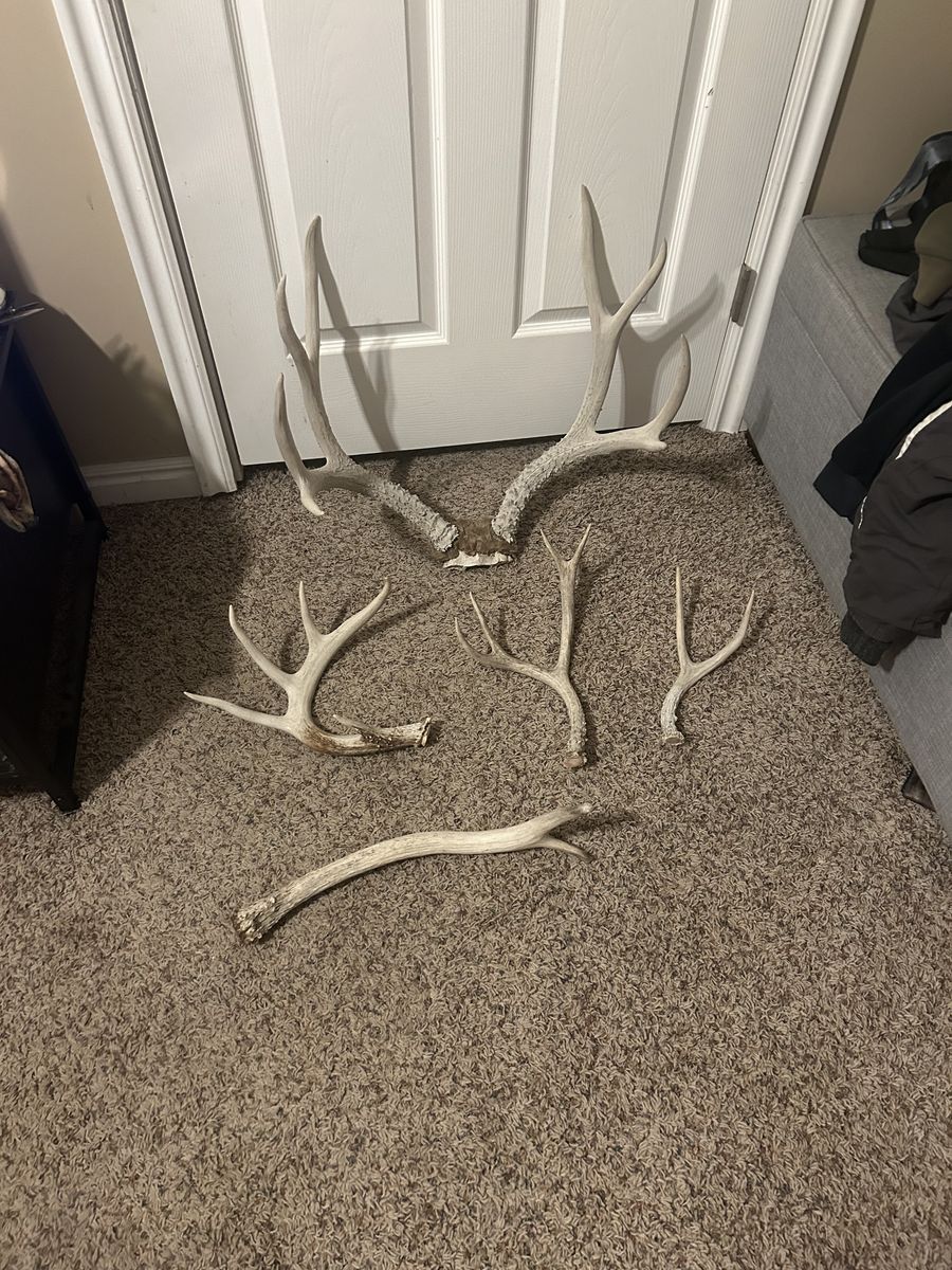 Deer rack And antlers  Cut Off Antlers