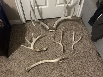 Deer rack And antlers Cut Off Antlers