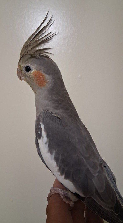 Main image 4