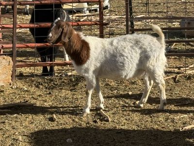 3 Year old Boer Doe