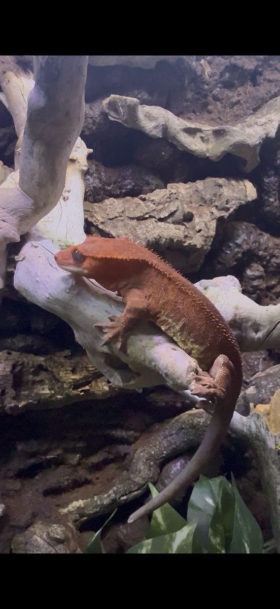 Red Frappuccino Crested Gecko Adult Male