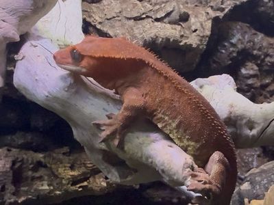 Red Frappuccino Crested Gecko Adult Male