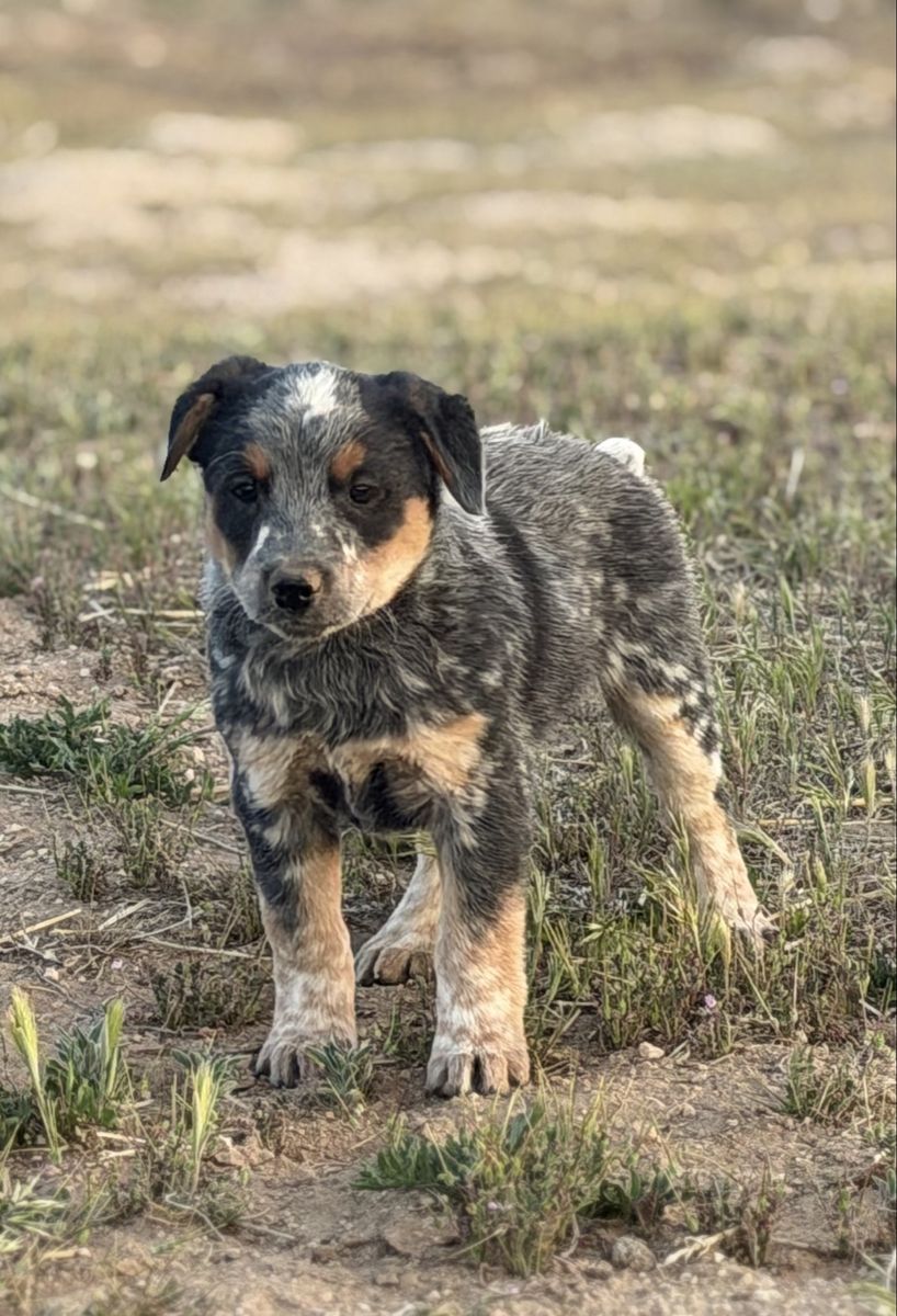 Australian stock dog