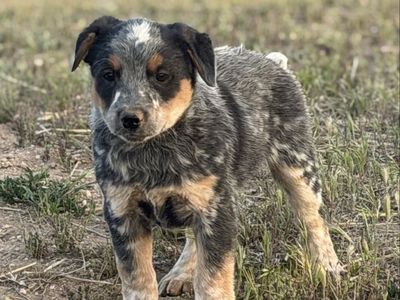Australian stock dog