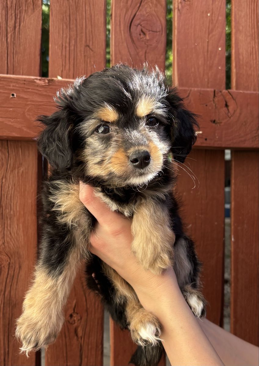 Teacup Aussie Poodle