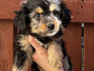 Teacup Aussie Poodle