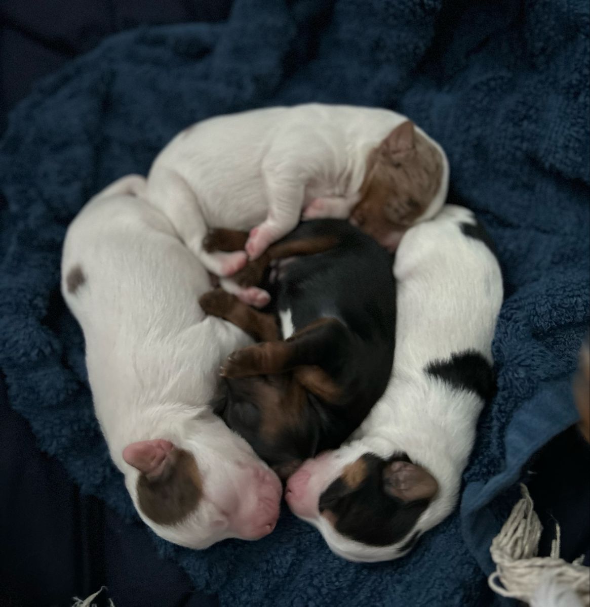 Adorable Morkie Poo - Yorkie Maltese Poodle Mix Puppies - Almost Ready for Their Forever Homes!