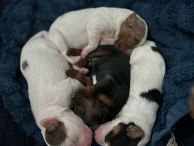 Adorable Morkie Poo - Yorkie Maltese Poodle Mix Puppies - Almost Ready for Their Forever Homes!