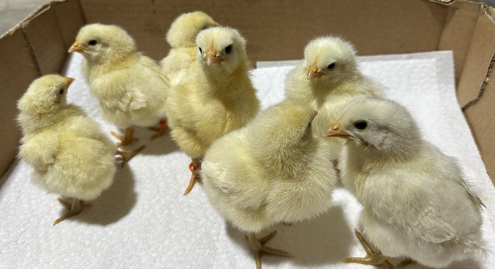 Bresse chicks and Sulmtaler/Bresse chicks