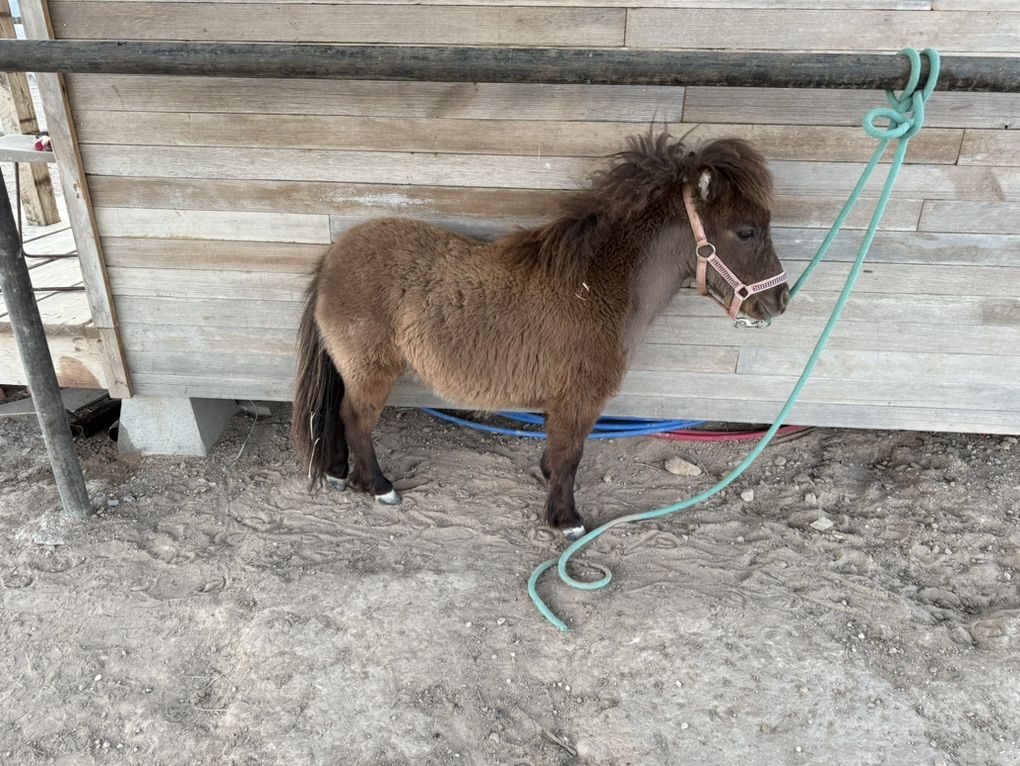Class A Mini Stud Colt