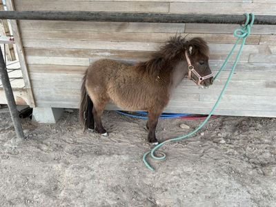 Class A Mini Stud Colt
