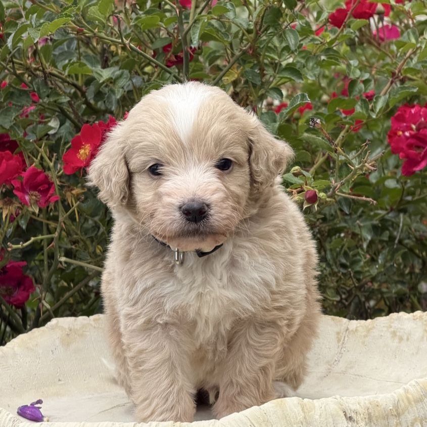 F1 pure Golden-Doodles puppies