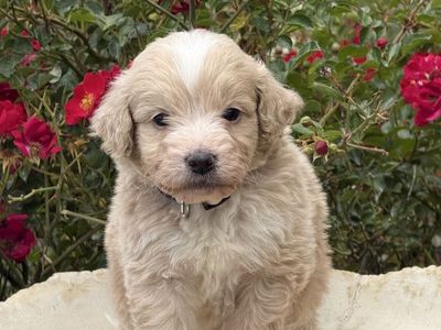 F1 pure Golden-Doodles puppies
