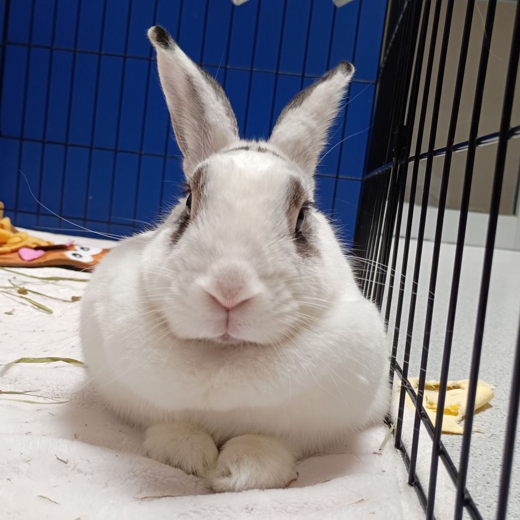 Hello my name is Waffles