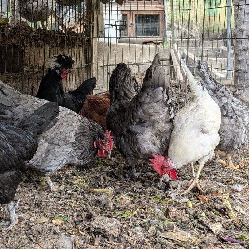 Various laying hens