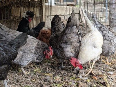 Various laying hens