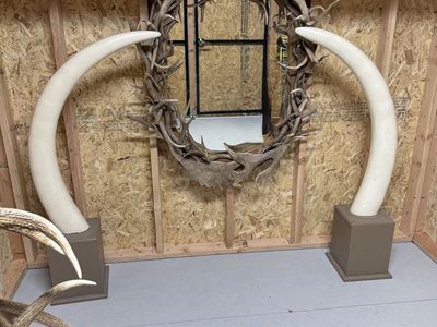 Replicate elephant tusks